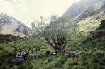 A feast for walkers beneath Nicky's "wedding tree".